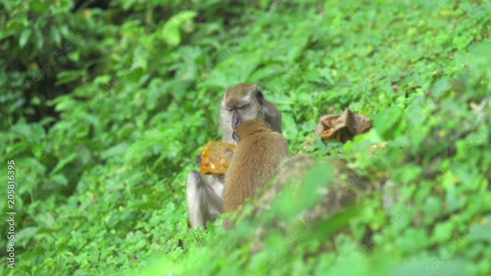 Crab-eating Macaque monkeys eating trash. Batu Caves Kuala Lumpur, Malaysia Crab-eating Macaque monkeys eating trash. Batu Caves Kuala Lumpur, Malaysia