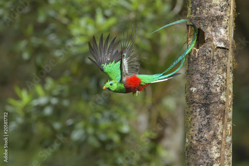 Quetzal photo