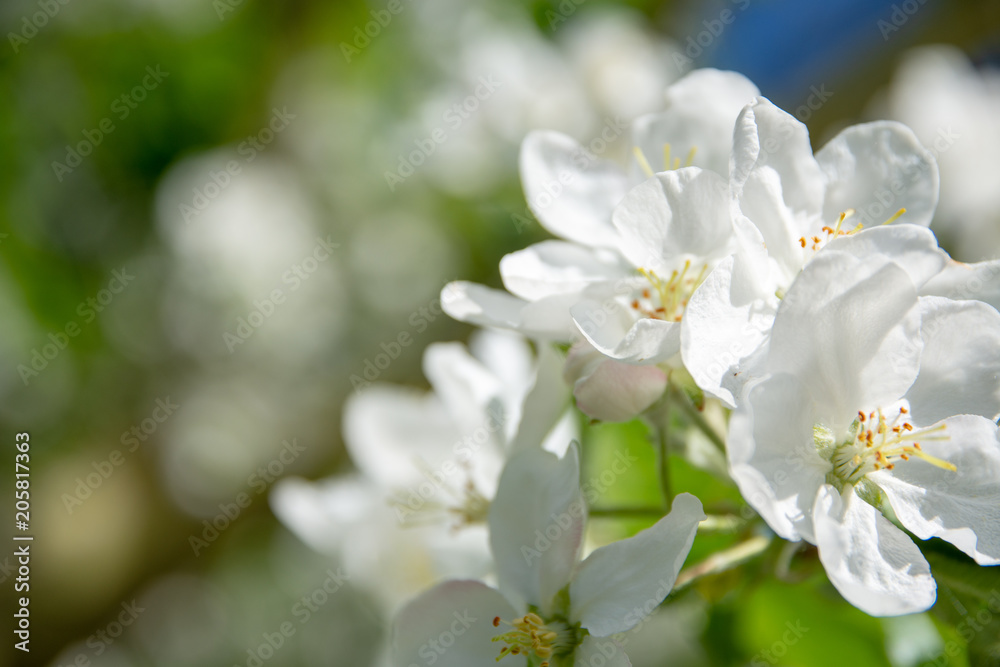 Fototapeta premium blooming cherry on a beautiful sunny day