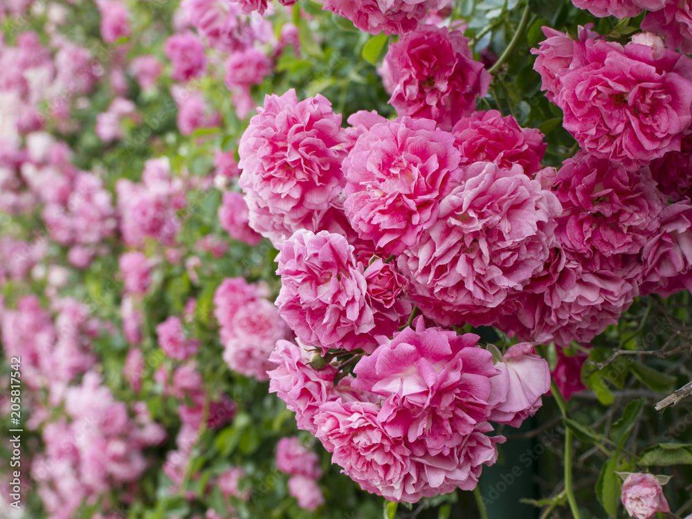 pink colored roses with green leaves pink colored roses with green leaves
