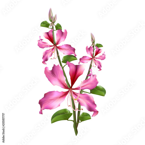 Fototapeta Naklejka Na Ścianę i Meble -  Pink Bauhinia Purpurea.