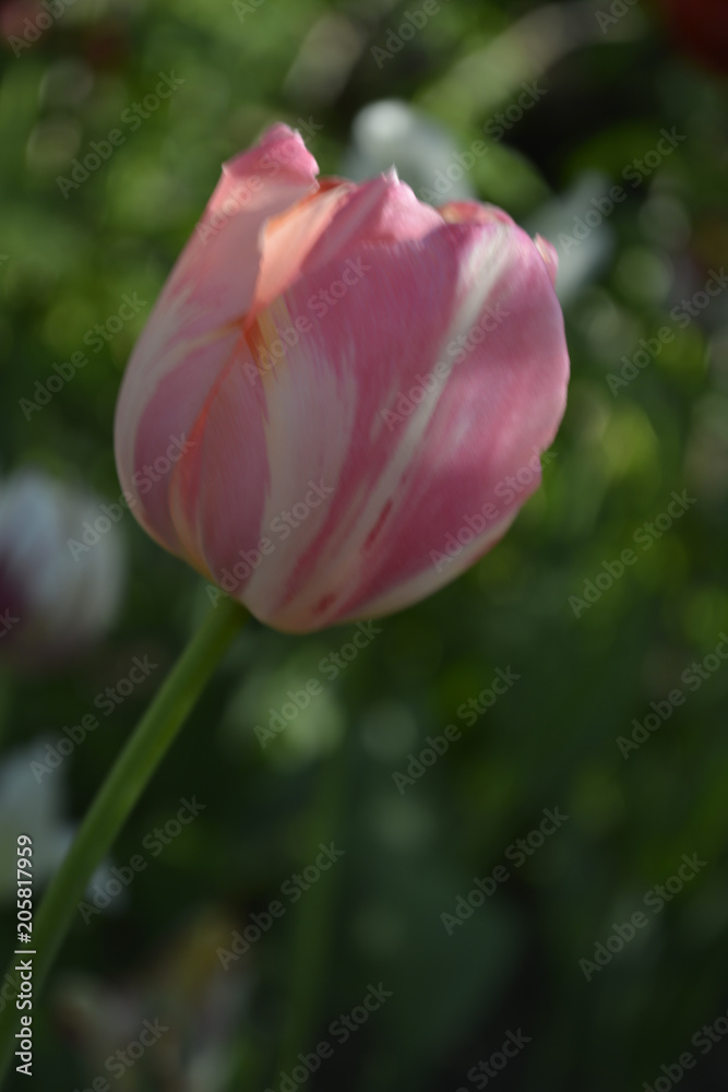 One Decorative pink  tulip flower close-up on a dark green background. motif of the concept of spring in nature. 
photo for your design.