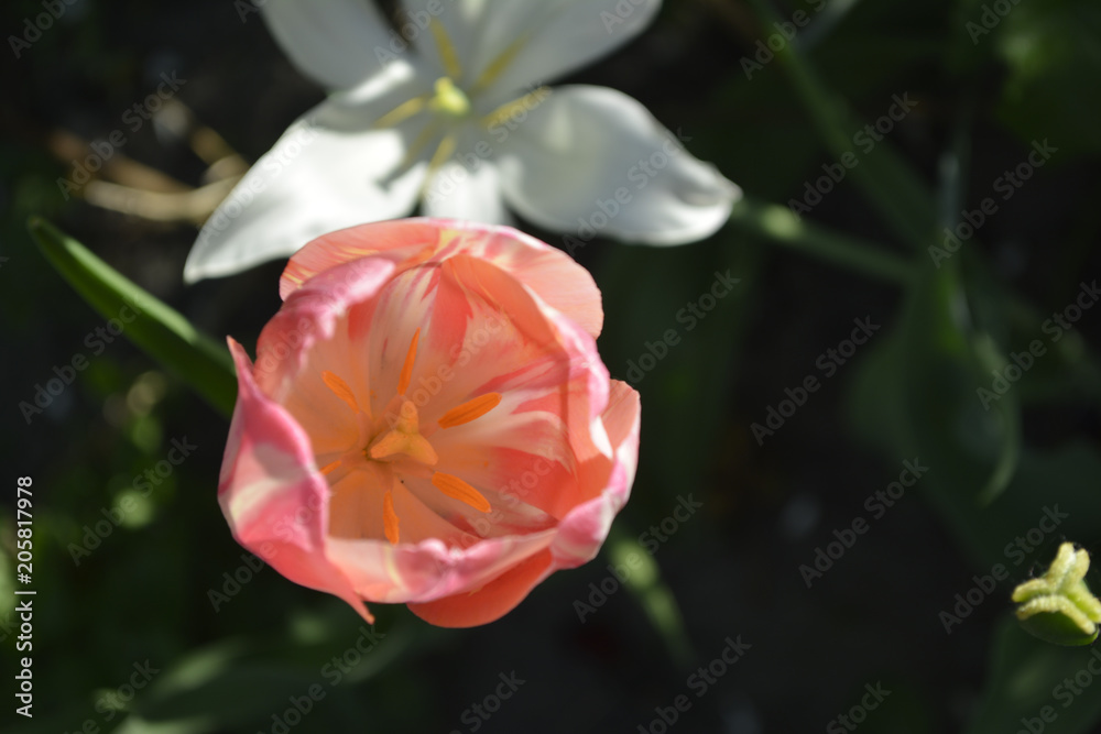 One decorative pink tulip flower close-up on a dark green background in the garden. motive of the concept of spring in nature. Photo for your design.
