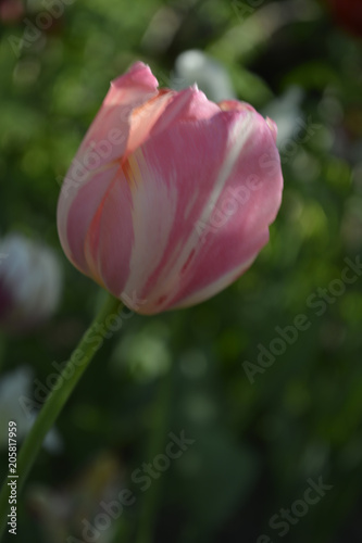 One Decorative pink  tulip flower close-up on a dark green background. motif of the concept of spring in nature. 
photo for your design.