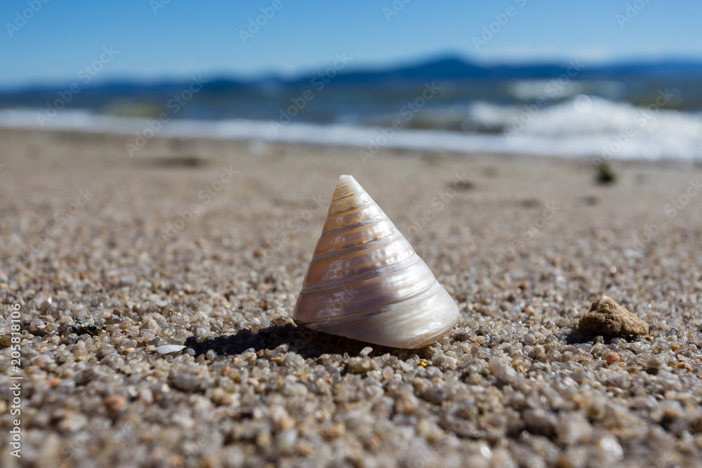 Shell in the sand Shell in the sand