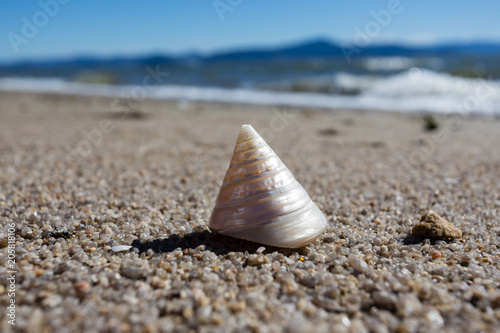 Shell in the sand