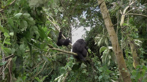 Mountain Gorilla, young one is playing with pregnant Mountain Gorilla, Democratic Republic of Congo, Africa photo