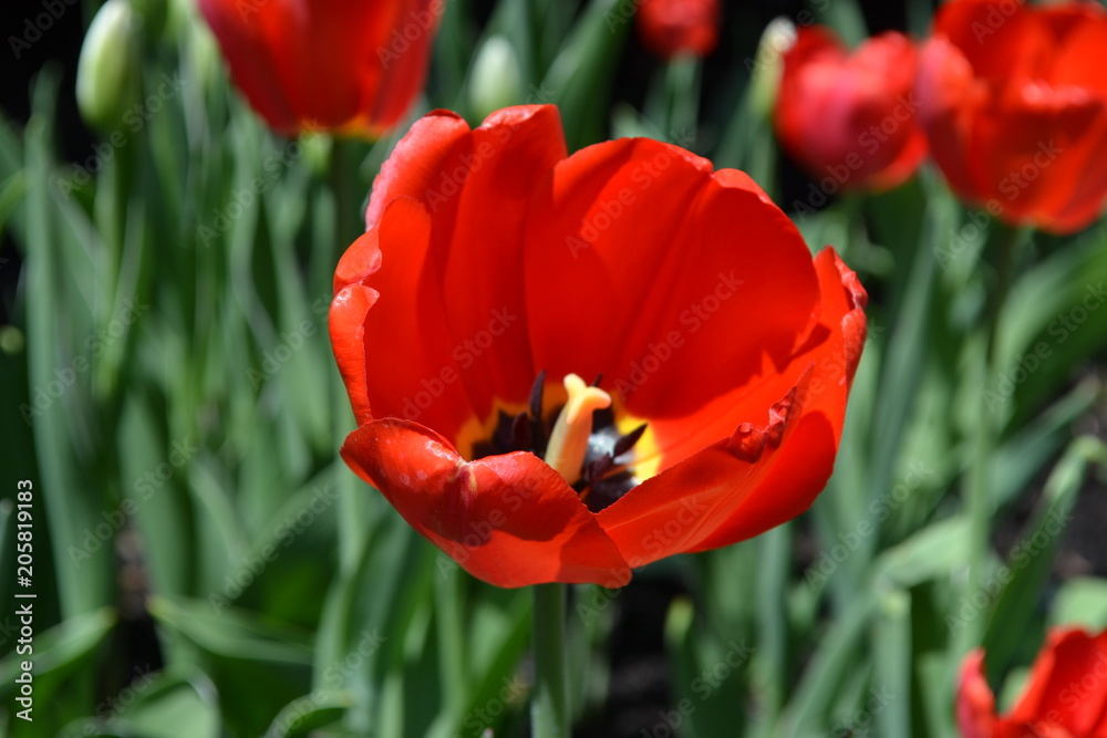 Red spring tulip