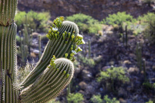 Saguaro cactus in bloom on Mt. Lemmon, Arizona. photo
