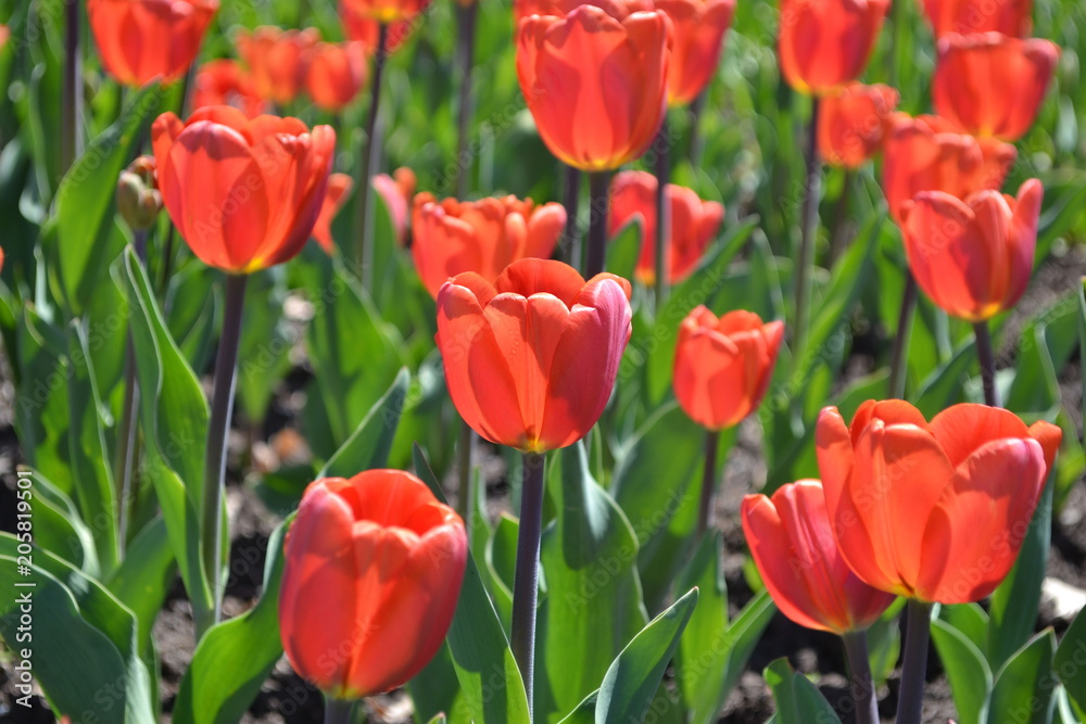 Red Tulips