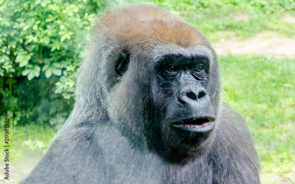 Close-up of a gorilla Close-up of a gorilla