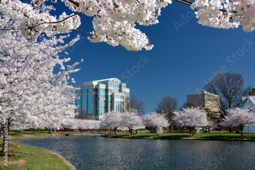 Cherry Bloom