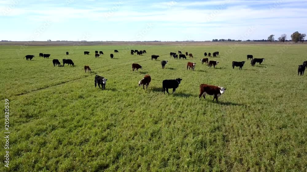 Grazing cattle on pastures aerial view