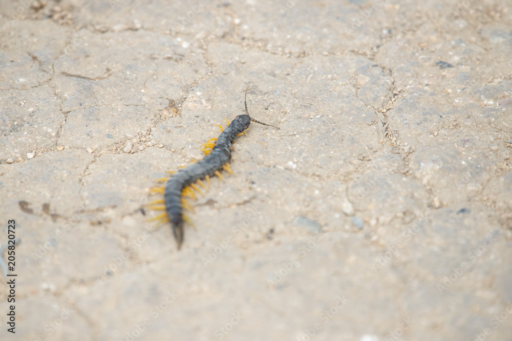 Common Desert Centipede or Scolopendra Polymorpha Common Desert Centipede or Scolopendra Polymorpha