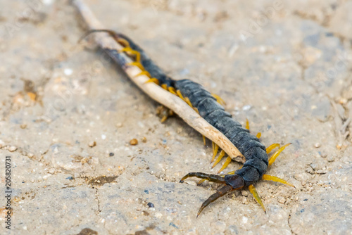 Common Desert Centipede or Scolopendra Polymorpha photo