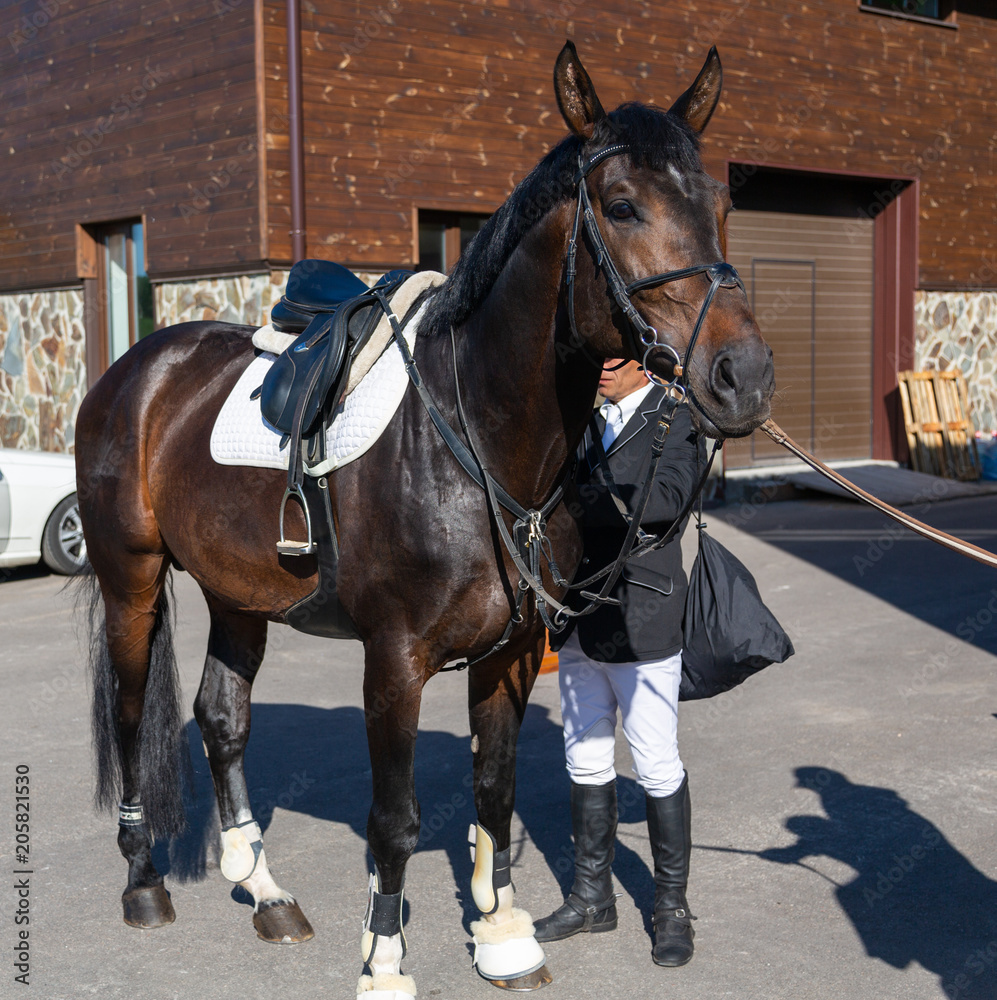 Obraz premium The horse is ready for competition