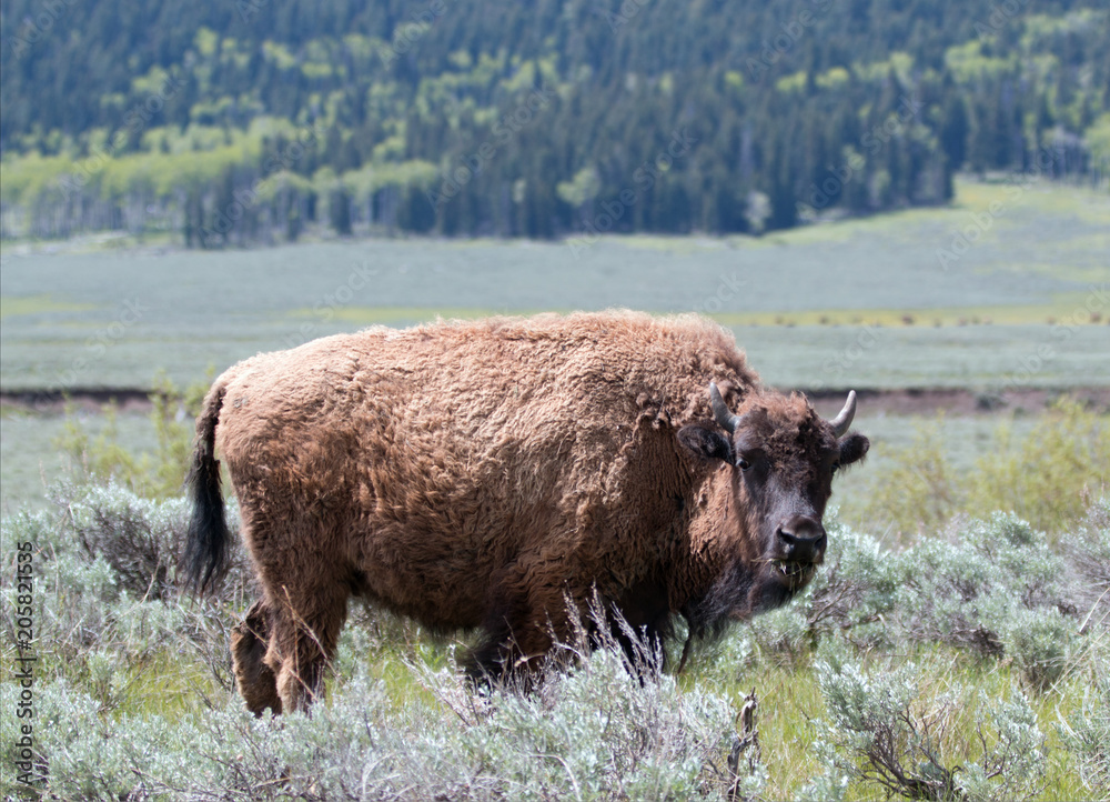 Bison Buffalo Cow in the Lamar Valley in Yellowstone National Park in Wyoming United States
