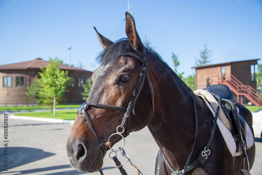 The horse is ready for competitions The horse is ready for competitions