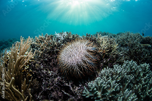 Crown of Thorns Starfish Feeding on Living Corals in Pacific © ead72