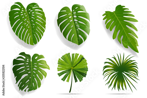 Summer, spring leaves set. Green flat icon. vector, Isolated on white