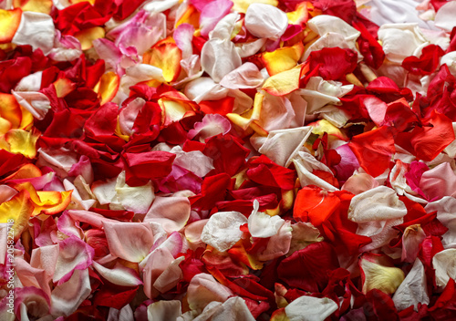 colorful rose petals background