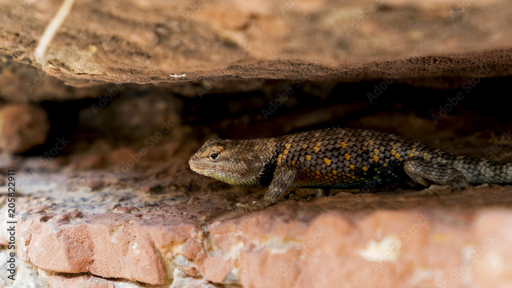 Naklejka premium Small Lizard. Colorado River runs through Grand Canyon providing exciting whitewater rafting and incredible views along the way. Numerous side canyons can be hiked, often to beautiful waterfalls.
