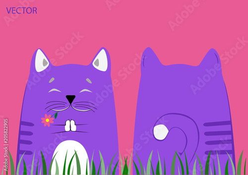 The cat is engaged in yoga