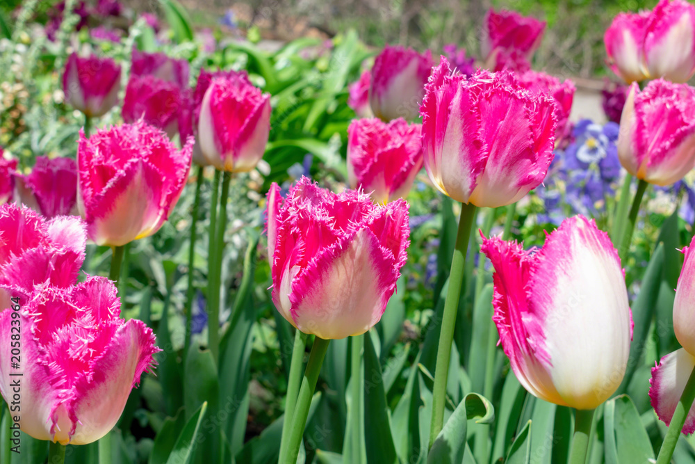 Fototapeta premium Fringed pink tulips in springtime