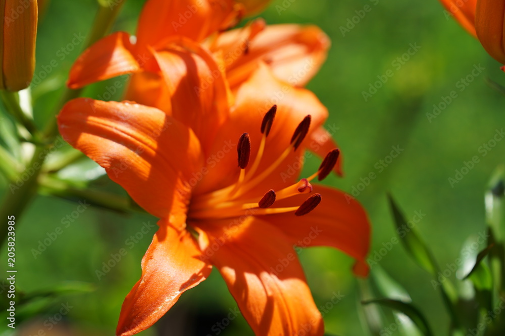 Brilliant orange blooming tiger lily flower Brilliant orange blooming tiger lily flower