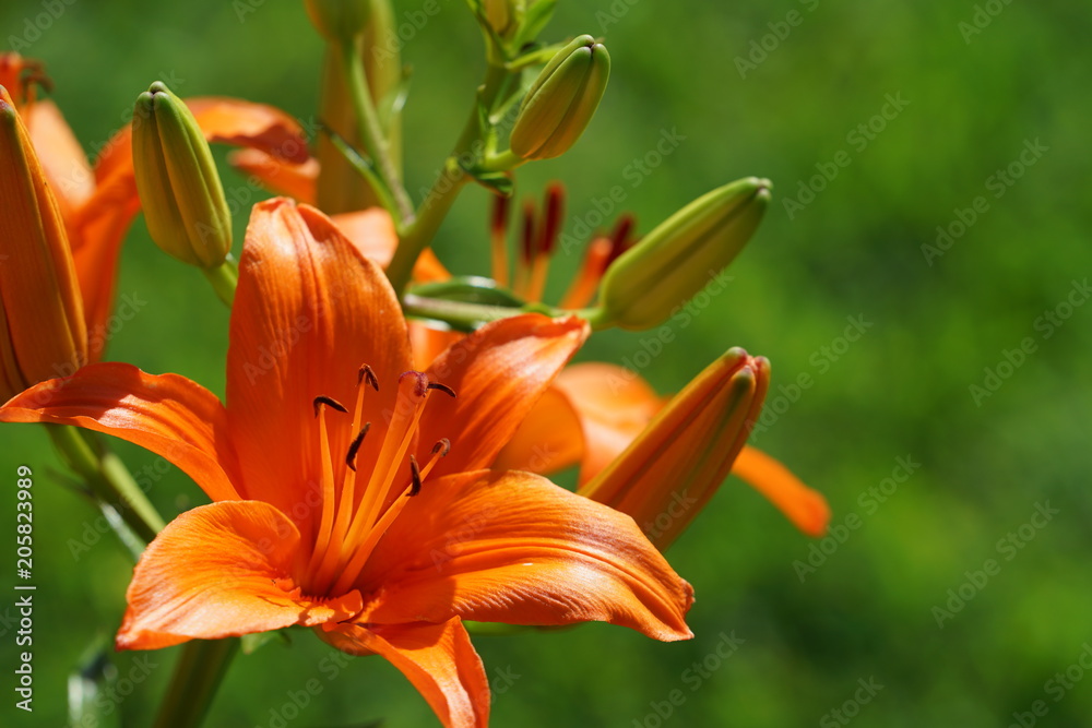 Brilliant orange blooming tiger lily flower Brilliant orange blooming tiger lily flower