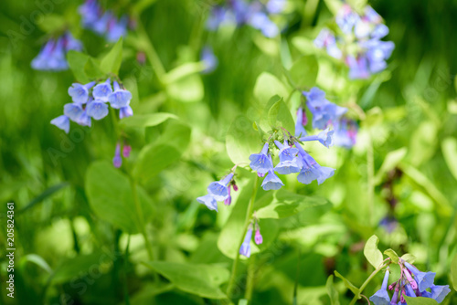 bluebell flowers in bloom in springtime
