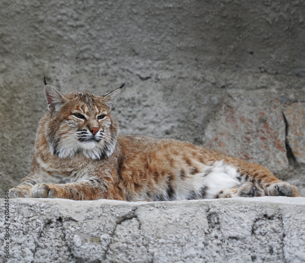 Fototapeta premium lynx , summer day in zoo