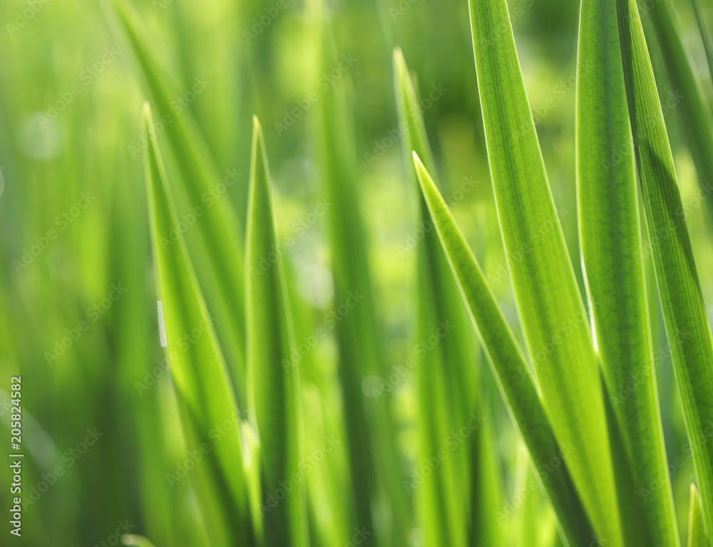 Fresh green grass with water droplet in sunshine Fresh green grass with water droplet in sunshine