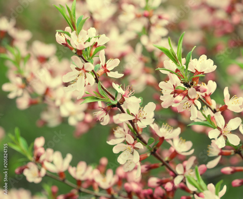 beautiful pink flowers in the garden 