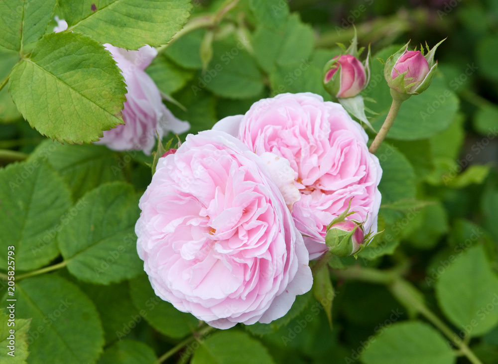 SHRUB ROSE - ROSA 'MAYOR OF CASTERBRIDGE' SHRUB ROSE - ROSA 'MAYOR OF CASTERBRIDGE'
