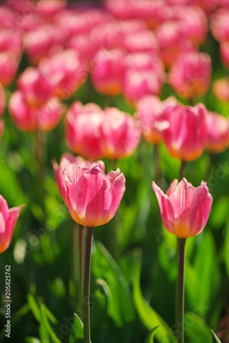 Group of colorful tulip. red  pink  purple flower tulip lit by sunlight. Soft selective focus  tulip close up  toning. Bright colorful tulip photo background