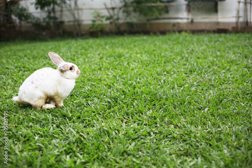 rabbit on green garden