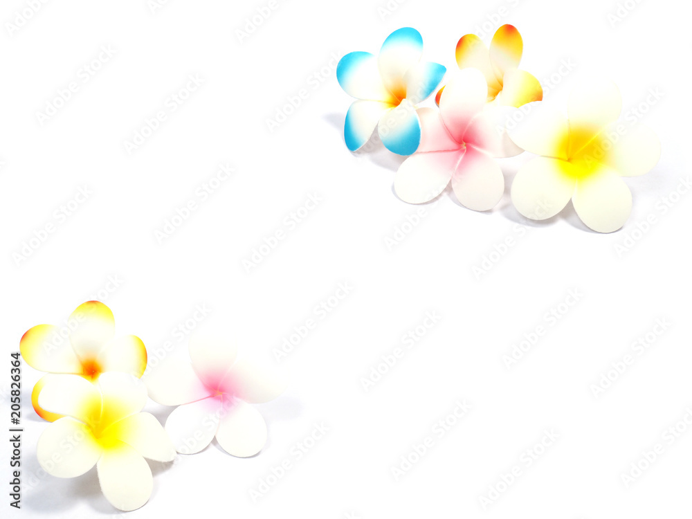colorful plumeria flowers on white background