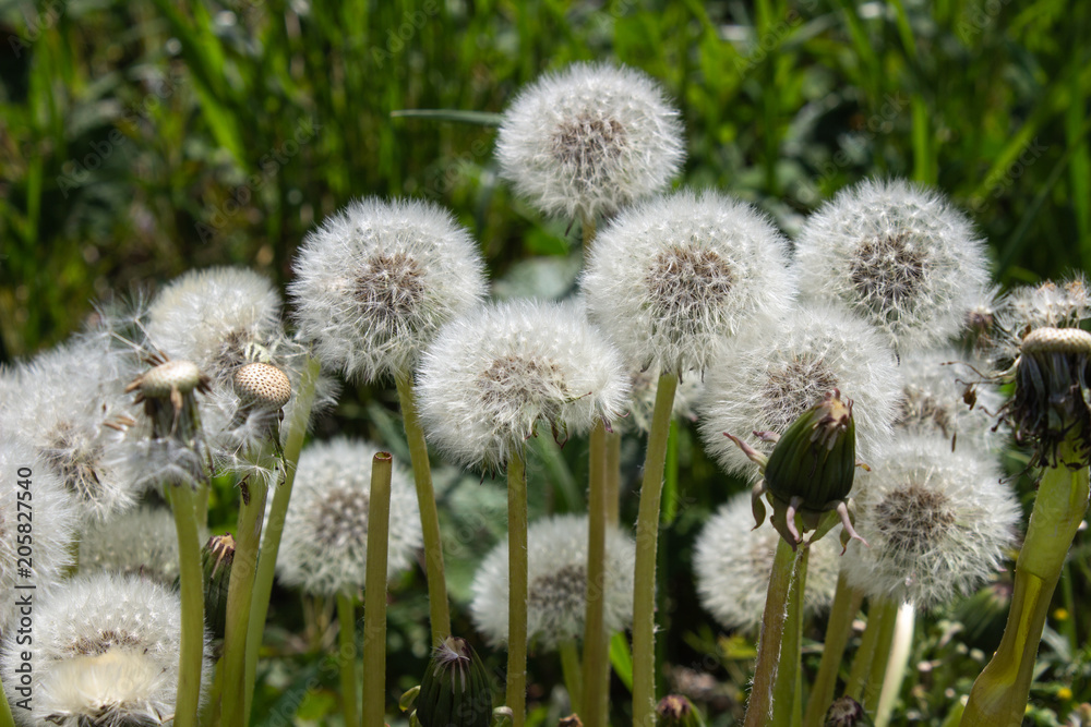 Dandelion Make a Wish Dandelion Make a Wish