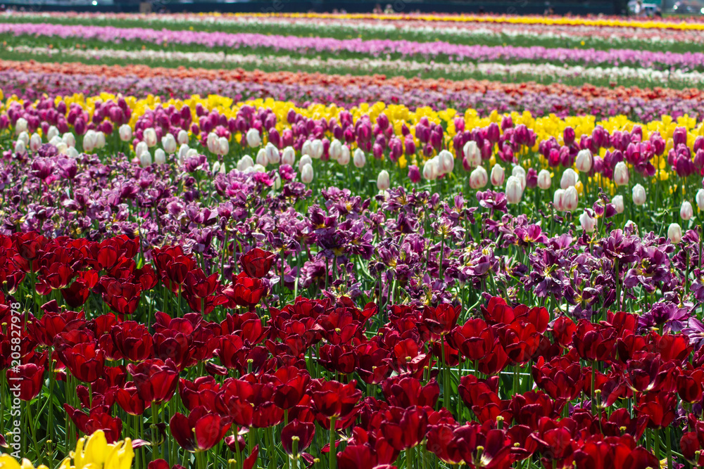 Rows of Multicolored Tulips in a Field