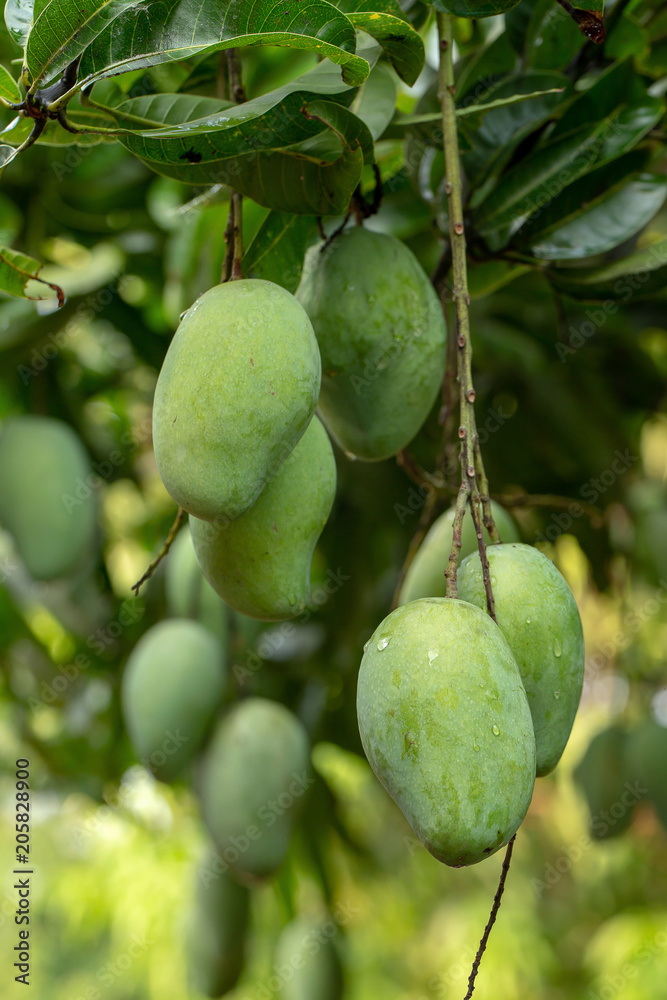 Closeup of Green Mangoes hanging on Mango tree