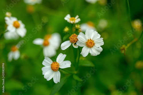 Close up blooming white plains blackfoot daisy in green natural field background photo