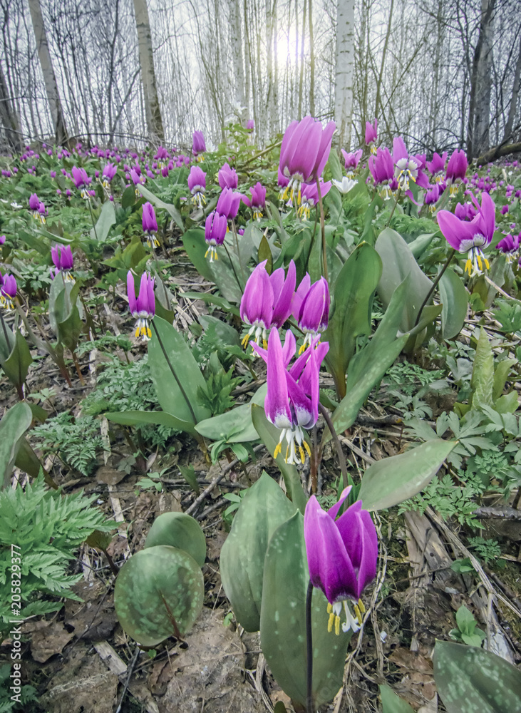 Vertical landscape with first spring flowers in the forest