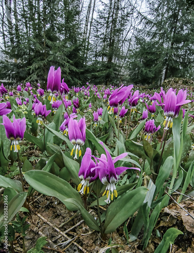 Obraz na płótnie Vertical landscape with first spring flowers in the forest w salonie