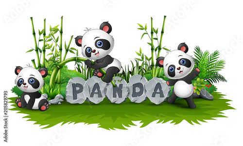 Panda is playing together in garden