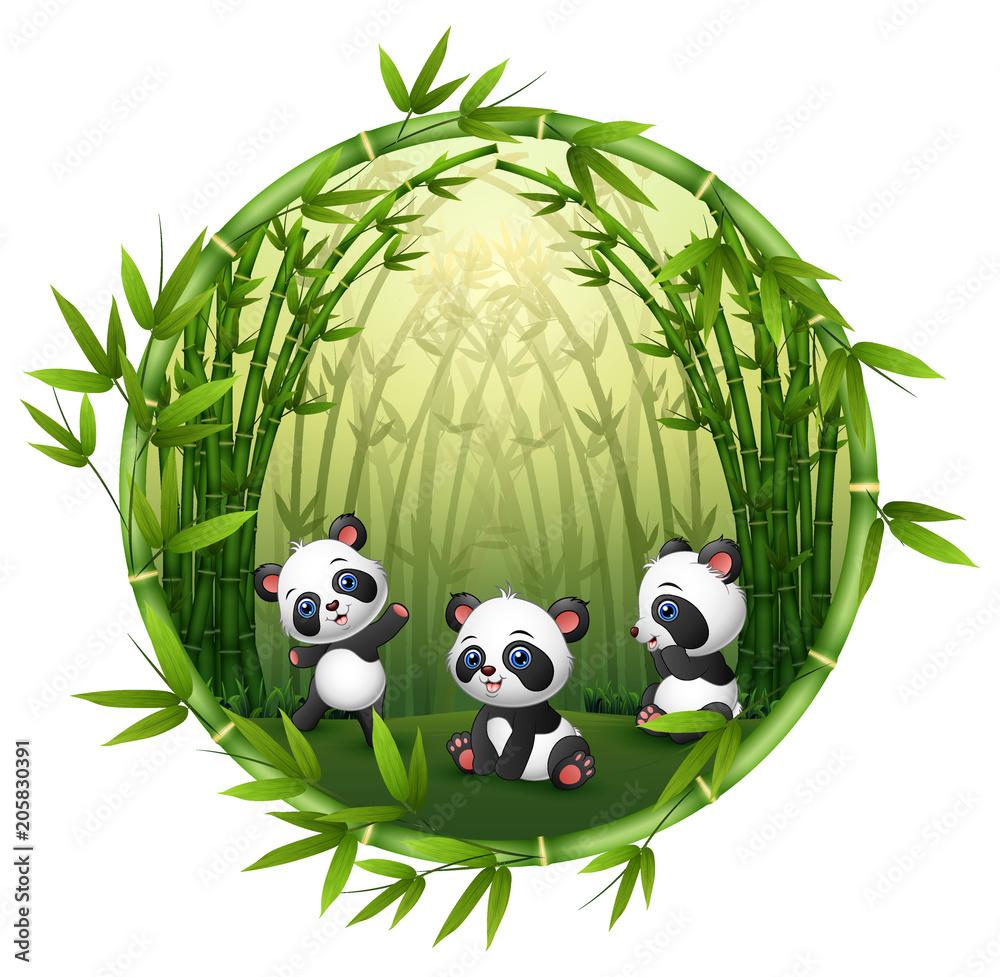 Naklejka premium Pandy bawią się w bambusie