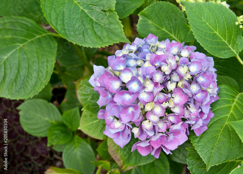 MOPHEAD HYDRANGEA - HYDRANGEA MACROPHYLLA  ENZIANDOM 