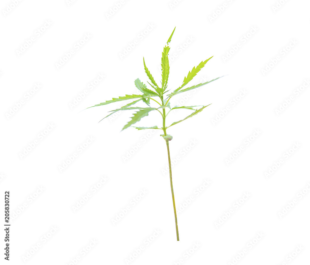 Fototapeta premium Cannabis leaf isolated on white background