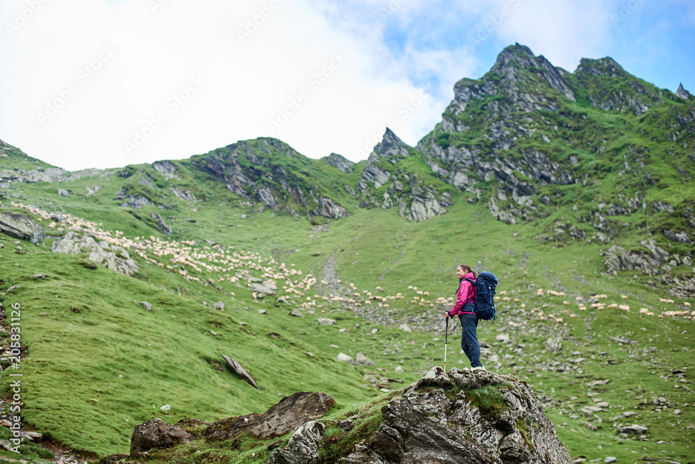 Young female climber with walking sticks standing on rock edge admiring beauty of green rocky mountains and meadows and walking sheep in Romania. Woman amazing breathtaking view scenery nature