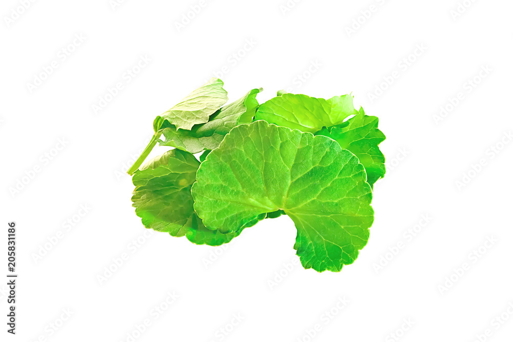 Centella asiatica was placed on a white background. Centella asiatica was placed on a white background.